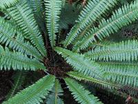 Albums/20060200-New Zealand 2006/20060210-Te Anau to Milford/34